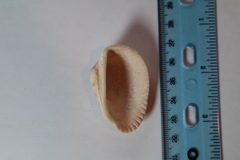 Anadara secticostata