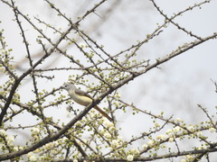 Pericrocotus cinnamomeus