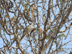 Pericrocotus cinnamomeus