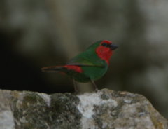 Erythrura psittacea