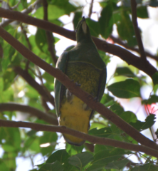 Drepanoptila holosericea