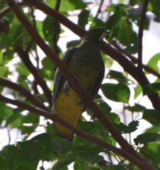 Drepanoptila holosericea