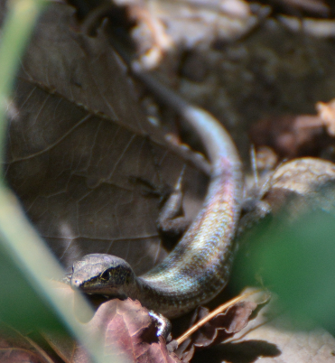 Koumac Litter Skink