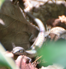 Caledoniscincus auratus