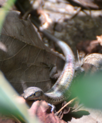 Caledoniscincus auratus