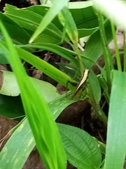 Maculiparia rotundata