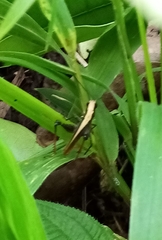 Maculiparia rotundata