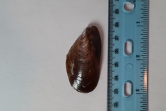 Modiolus americanus