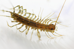 Scutigera coleoptrata