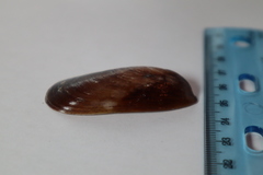 Modiolus americanus
