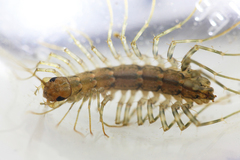 Scutigera coleoptrata