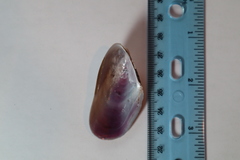 Modiolus americanus