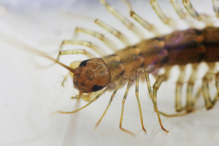 Scutigera coleoptrata