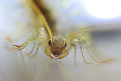 Scutigera coleoptrata