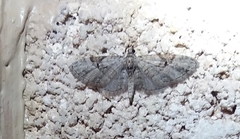 Eupithecia bolterii
