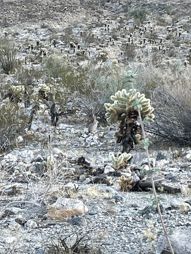 iNaturalist observation photo of Black-tailed Jackrabbit