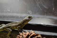 Sceloporus grammicus microlepidotus