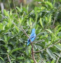 Cotinga ridgwayi