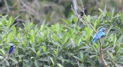 Cotinga ridgwayi