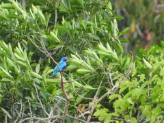 Cotinga ridgwayi