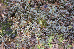 Ludwigia repens