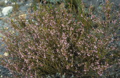 Erica articularis