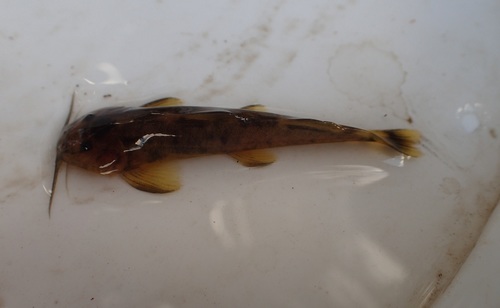Mountain catfish (Amphilius uranoscopus) — Amphiliidae — 5