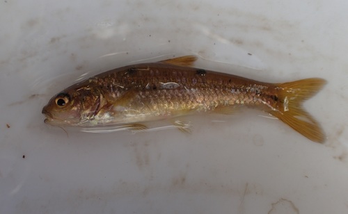 Marico barb (Enteromius motebensis) — Cyprinidae — 4
