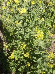 Brassica