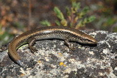 Oligosoma prasinum