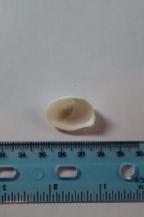 Crepidula fornicata image