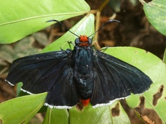 Pyrrhopyge zenodorus
