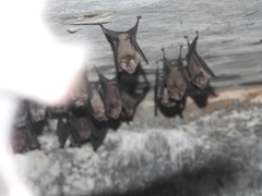 Hipposideros speoris