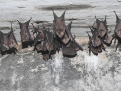 Hipposideros speoris