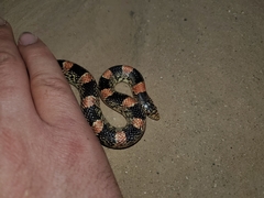 Rhinocheilus lecontei