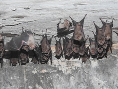 Hipposideros speoris
