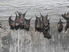 Hipposideros speoris