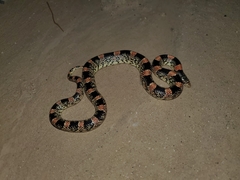 Rhinocheilus lecontei