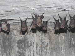 Hipposideros speoris