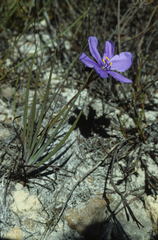 Aristea glauca