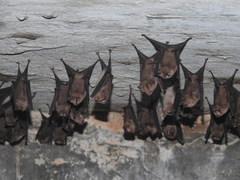 Hipposideros speoris