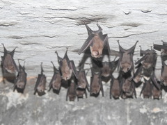 Hipposideros speoris