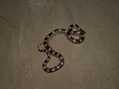 Rhinocheilus lecontei