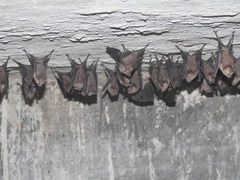 Hipposideros speoris