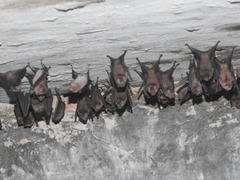 Hipposideros speoris