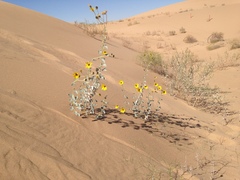 Helianthus niveus tephrodes