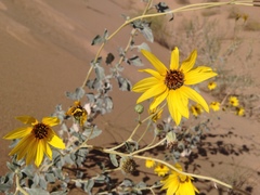 Helianthus niveus tephrodes