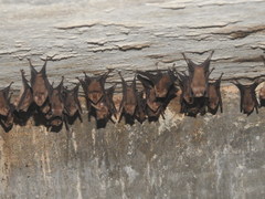 Hipposideros speoris