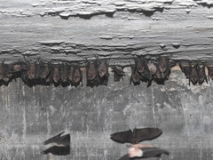 Hipposideros speoris