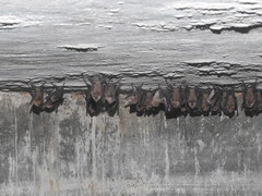 Hipposideros speoris